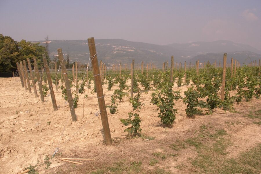 Vigneto